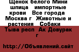 Щенок белого Мини шпица , импортные крови - Все города, Москва г. Животные и растения » Собаки   . Тыва респ.,Ак-Довурак г.